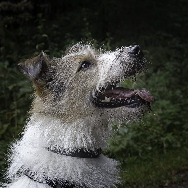 Allgäu 09 - 2014 - 20140922_0125 als Smartobjekt-1 als Smartobjekt-1 Kopie.jpg -  Felix durfte trotz Schlammschnautze auch mit rein